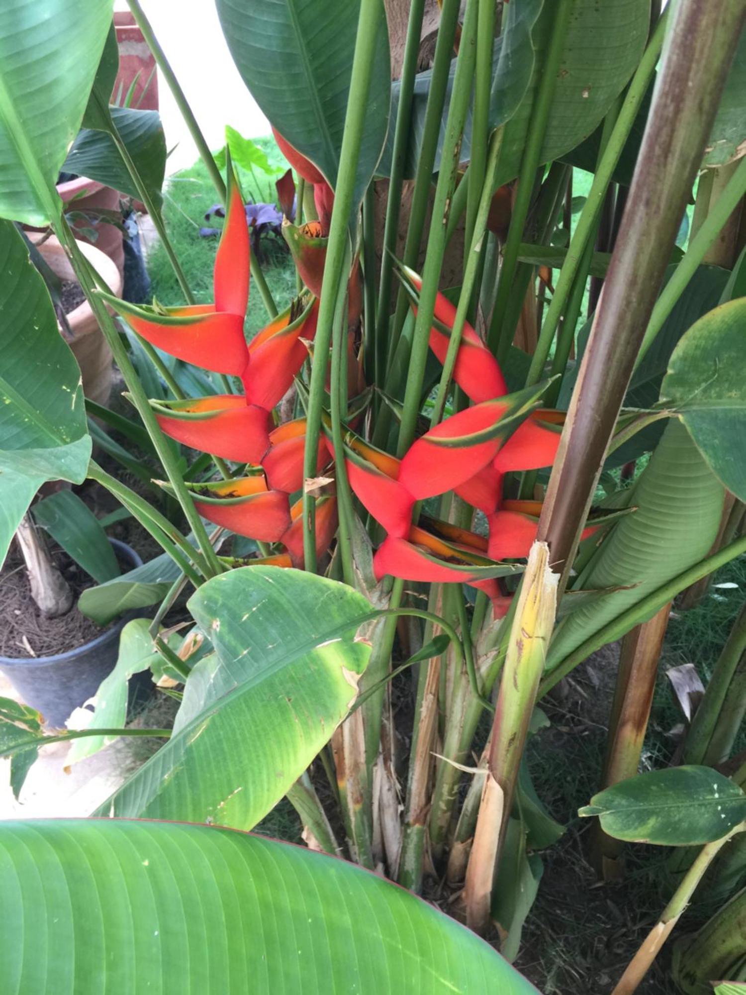 Tropical Oasis Apartman Ouakam Kültér fotó